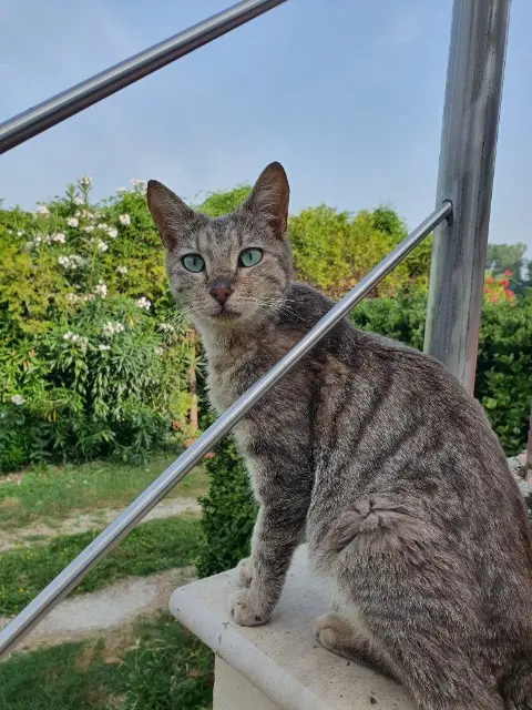 chat lost   84250 Le Thor Chachou