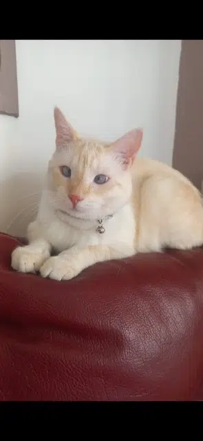 chat lost   84270 Vedène Charly