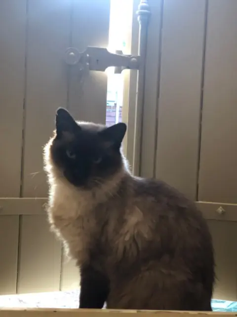 chat lost   84810 Aubignan Coconut’s