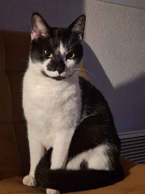 chat lost   84800 L'Isle-sur-la-Sorgue Cookie