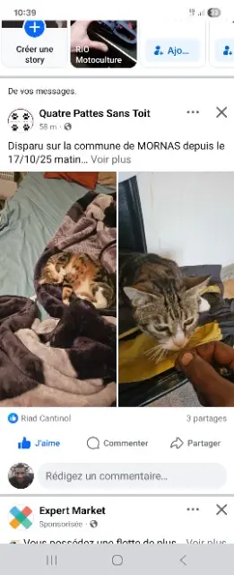 chat lost   84550 Mornas Crasseux