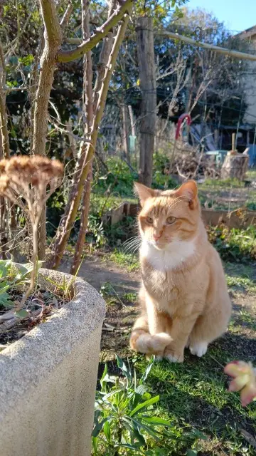 chat lost   84830 Sérignan-du-Comtat Dixon