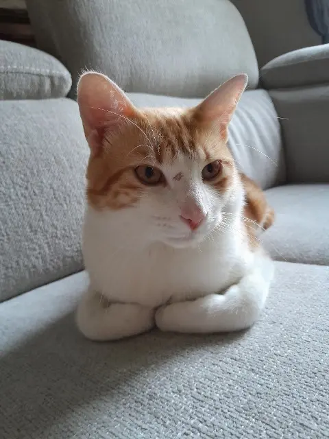 chat lost   84450 Saint-Saturnin-lès-Avignon Dobby