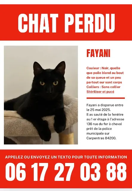 gato perdido 84200 Carpentras Esteven gato lost 84200 Carpentras Esteven