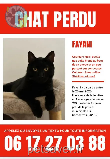 gatto perso 84200 Carpentras Esteven gatto lost 84200 Carpentras Esteven