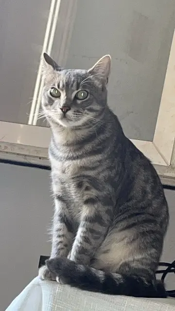 cat lost   84120 Pertuis Fanfan