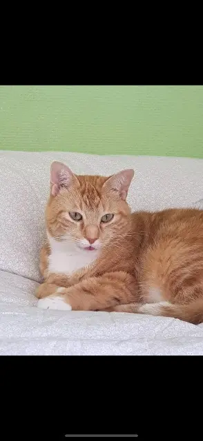 chat lost   84600 Valréas Filou