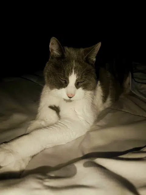 chat lost   84170 Monteux Findus