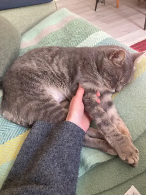 cat lost   84830 Sérignan-du-Comtat Fuji