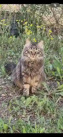 Chat Perdu 84 Vaucluse - Futy Chat Perdu 84 Vaucluse - Futy
