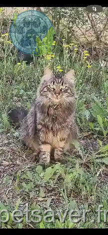 Chat Perdu 84 Vaucluse - Futy Chat Perdu 84 Vaucluse - Futy