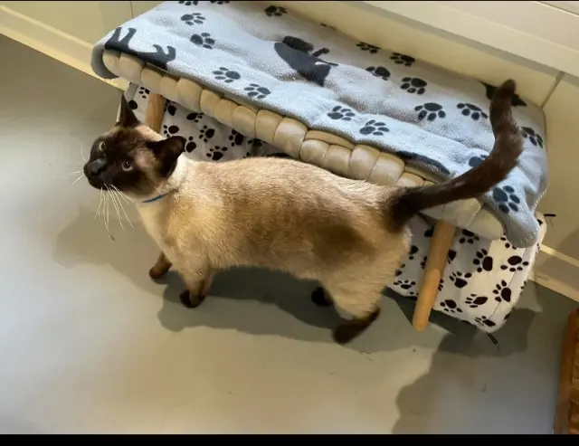 chat lost   84270 Vedène Georges