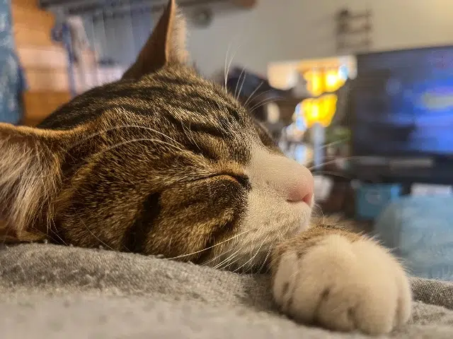 chat lost   84600 Richerenches Glu