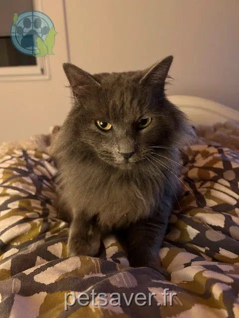 gato lost   84310 Morières-lès-Avignon Grisouille