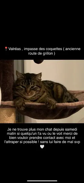 chat lost   84600 Valréas Guccy