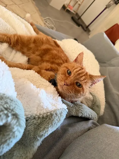 chat lost   84190 Beaumes-de-Venise Haribo