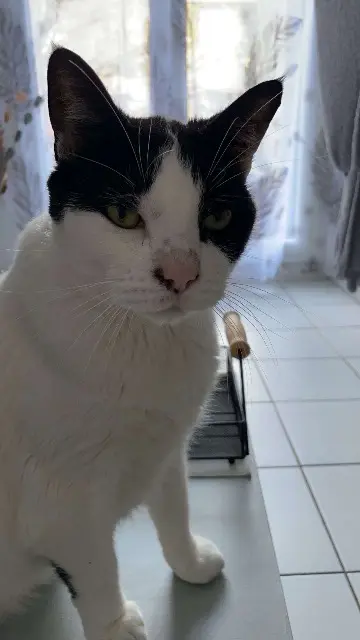 chat lost   84170 Monteux Homer
