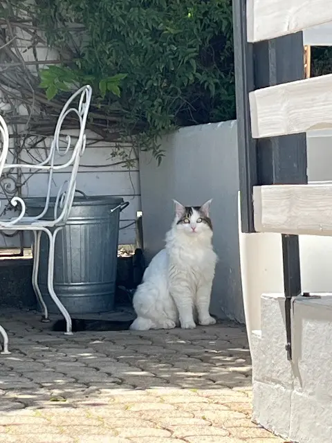 chat lost   84340 Malaucène Indi