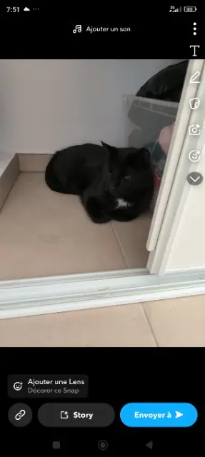 chat lost   84120 Pertuis Isis