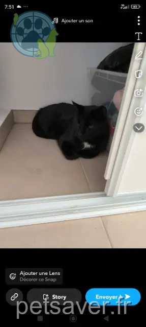 gato perdido 84120 Pertuis Isis gato lost 84120 Pertuis Isis