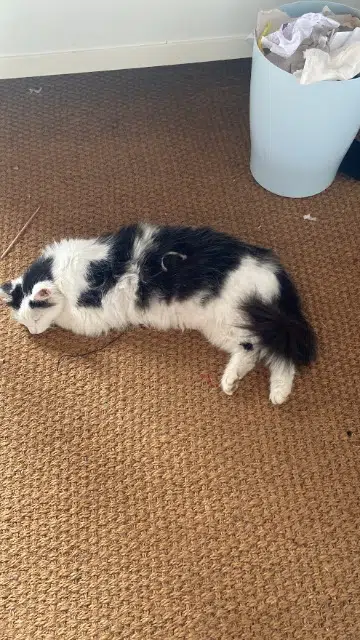 chat lost   84480 Bonnieux Kit