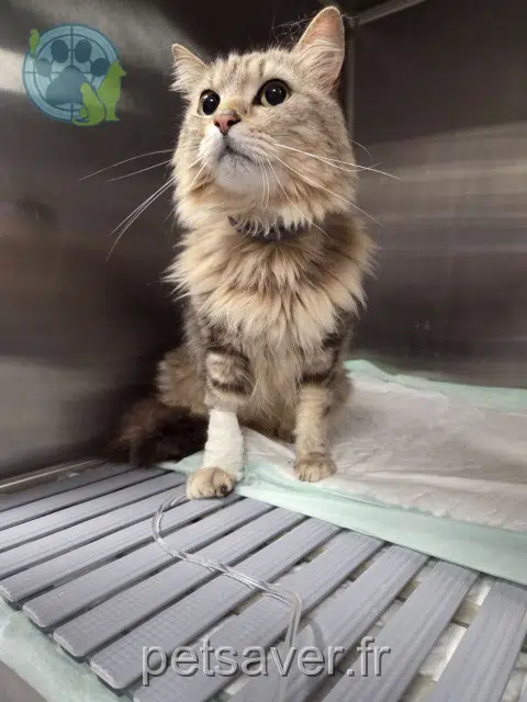 chat lost   84250 Le Thor Kiwi