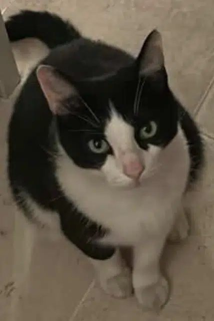 chat lost   84830 Sérignan-du-Comtat Kostas