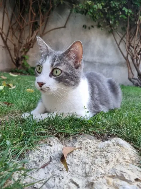 chat lost   84210 Althen-des-Paluds Lilo