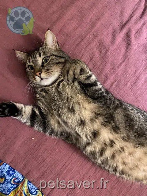chat lost 84490 Saint-Saturnin-lès-Apt Lucci
