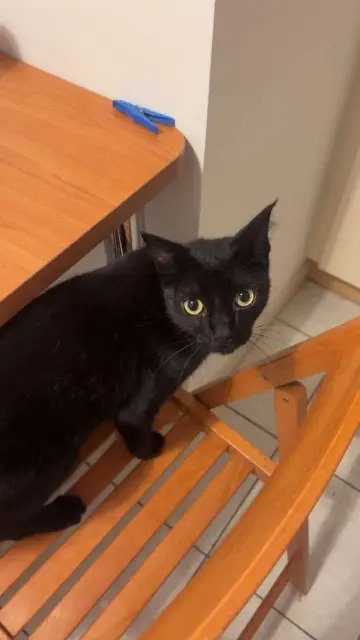 chat lost   84600 Valréas Lucky