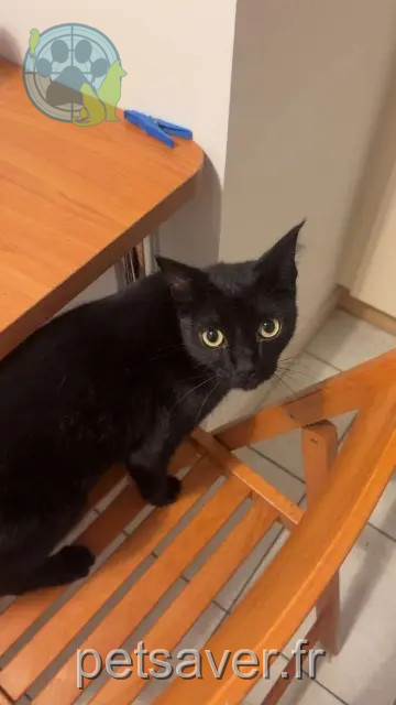 gato perdido 84600 Valréas Lucky gato lost 84600 Valréas Lucky