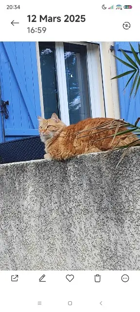 chat lost   84300 Cavaillon Mallow