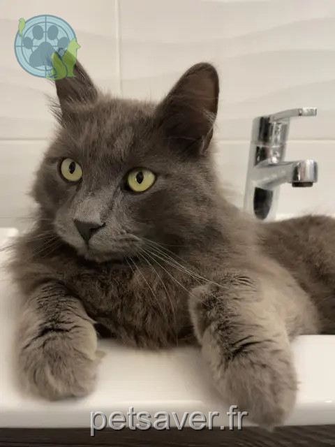 gatto perso 84300 Cavaillon Malone gatto lost 84300 Cavaillon Malone