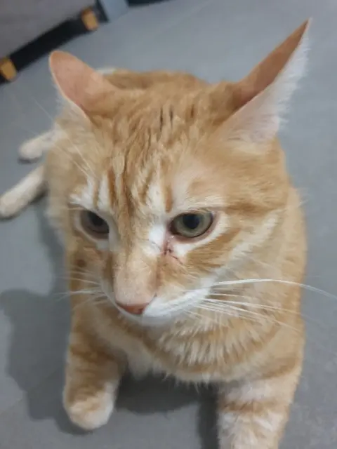 chat lost   84330 Caromb Mao