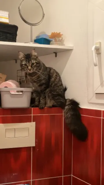 chat lost   84240 La Bastide-des-Jourdans Melkior