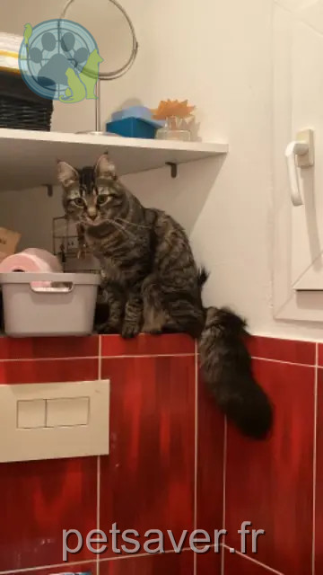 gato perdido 84240 La Bastide-des-Jourdans Melkior gato lost 84240 La Bastide-des-Jourdans Melkior