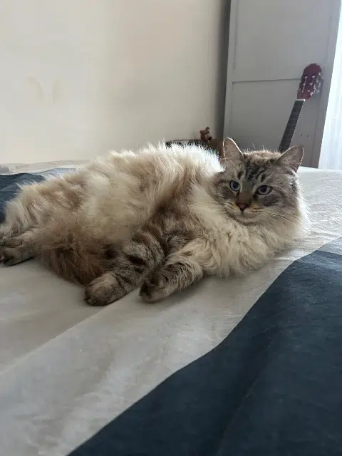 chat lost   84210 Saint-Didier Milo