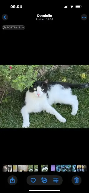 chat lost   84170 Monteux Mimi