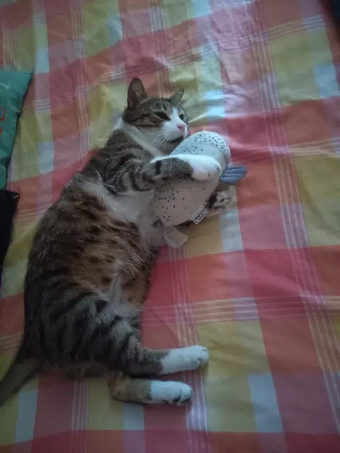 chat lost   84270 Vedène Mistigri