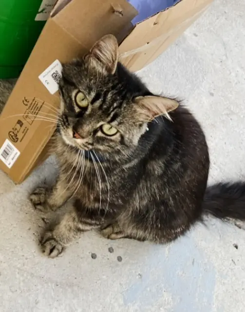 chat lost   84130 Le Pontet Moche