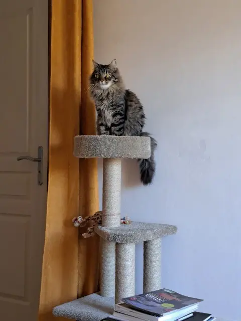 chat lost   84260 Sarrians Mochi
