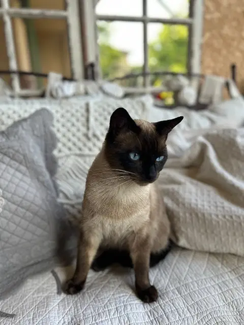 chat lost   84100 Orange Moka