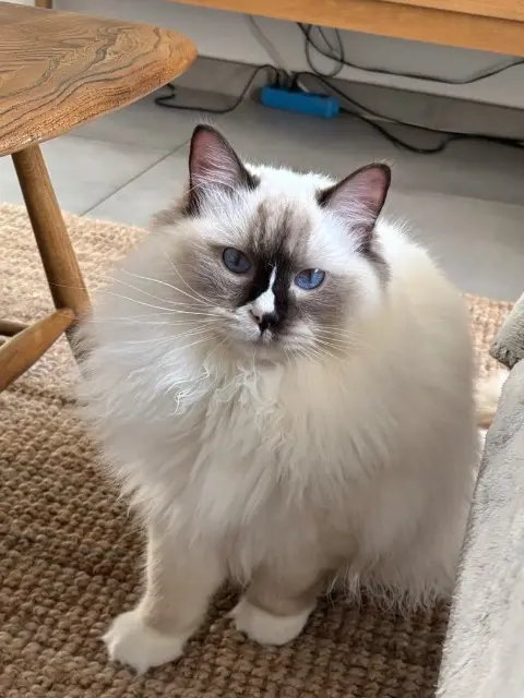 chat lost   84800 L'Isle-sur-la-Sorgue Mélo