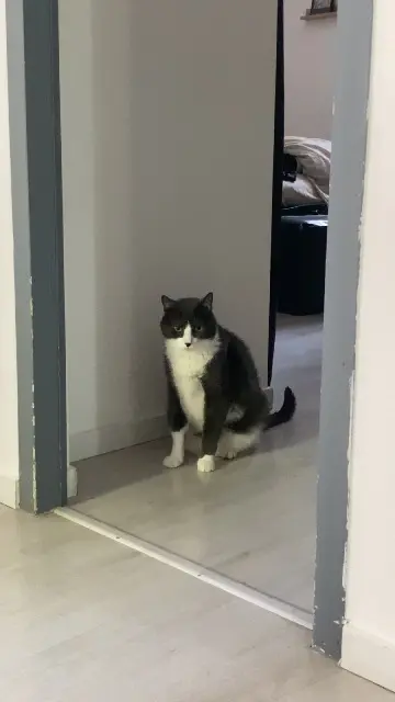 chat lost   84200 Carpentras Paco