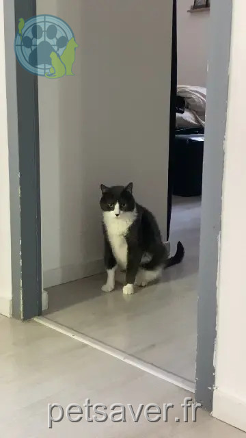 chat perdu 84200 Carpentras Paco chat lost 84200 Carpentras Paco