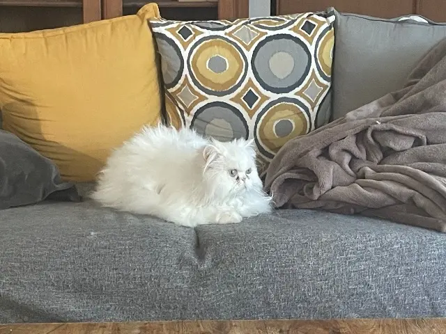 chat lost   84580 Oppède Paquito
