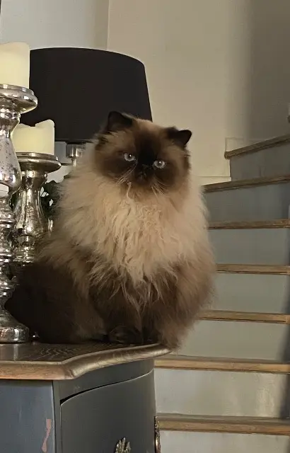 chat lost   84190 Beaumes-de-Venise Pasha
