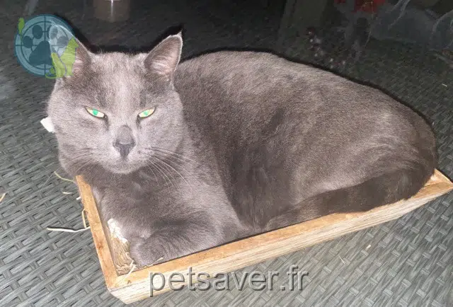 gatto lost   84380 Mazan Peluche