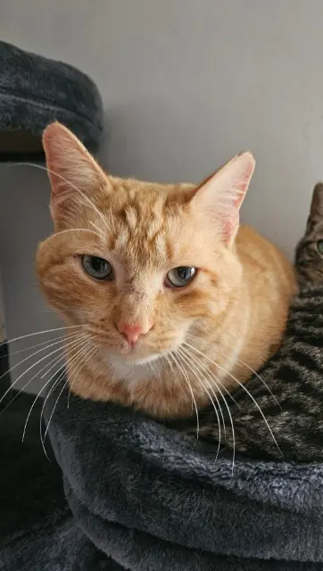 chat lost   84510 Caumont-sur-Durance Petit roux