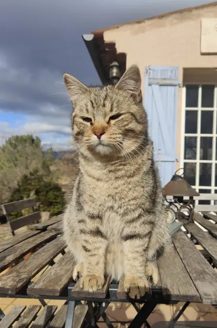 chat lost   84240 Grambois Pirate